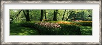 Framed Tulip flowers and trees in Keukenhof Gardens, Lisse, South Holland, Netherlands