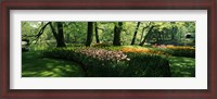 Framed Tulip flowers and trees in Keukenhof Gardens, Lisse, South Holland, Netherlands