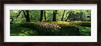 Framed Tulip flowers and trees in Keukenhof Gardens, Lisse, South Holland, Netherlands