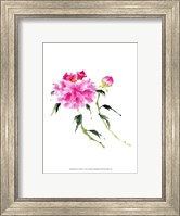 Framed Peonies in Pink IV