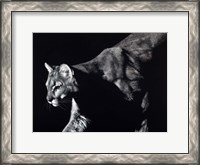 Framed Prowler