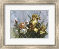 Framed Hadfield Irises I