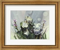 Framed Hadfield Irises III