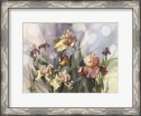Framed Hadfield Irises V