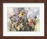 Framed Hadfield Irises V