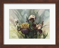 Framed Hadfield Irises VI