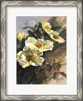 Framed Hadfield Roses I