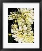 Framed Lemon Dahlias I