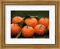 Framed Satsuma Tangerines I