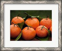 Framed Satsuma Tangerines I