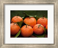 Framed Satsuma Tangerines I