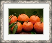 Framed Satsuma Tangerines II