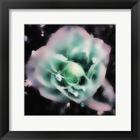 Evening Rose I Framed Print