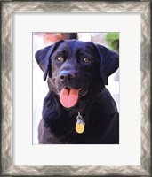 Framed Black Lab