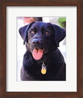 Framed Black Lab