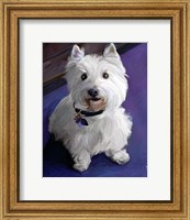Framed West Highland Terrier
