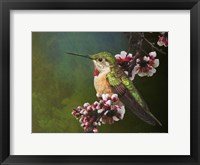 Framed Hummer with Blossoms