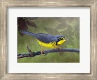 Framed Canada Warbler