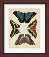 Framed Display of Butterflies I