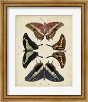 Framed Display of Butterflies II