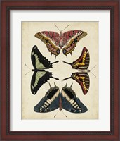 Framed Display of Butterflies II