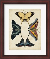 Framed Display of Butterflies III
