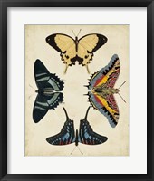 Display of Butterflies III Framed Print