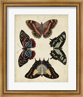 Framed Display of Butterflies IV