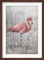 Framed American Flamingo I