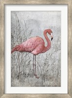 Framed American Flamingo I