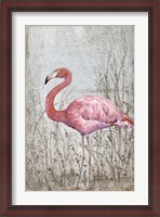 Framed American Flamingo II