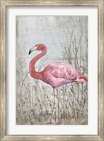 Framed American Flamingo II