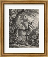 Framed Woodland Deer I