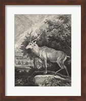 Framed Woodland Deer II