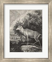 Framed Woodland Deer II