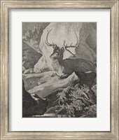 Framed Woodland Deer VIII