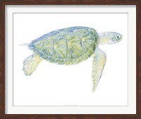 Framed Tranquil Sea Turtle I