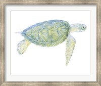 Framed Tranquil Sea Turtle I