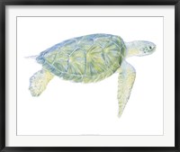 Tranquil Sea Turtle I Framed Print
