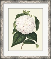 Framed Antique Camellia I