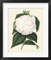 Antique Camellia I Framed Print