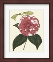 Framed Antique Camellia II