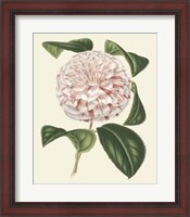 Framed Antique Camellia III