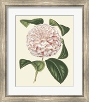 Framed Antique Camellia III
