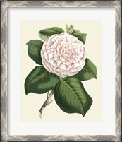 Framed Antique Camellia IV