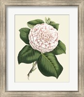 Framed Antique Camellia IV