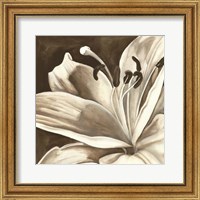 Framed Sepia Lily I