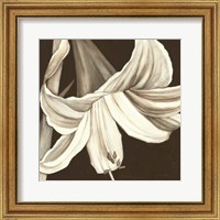 Framed Sepia Lily III