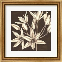 Framed Sepia Lily IV