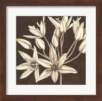 Framed Sepia Lily IV